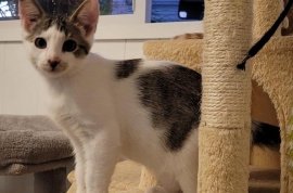 Domestic Short Hair