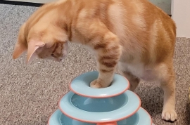 Domestic Short Hair
