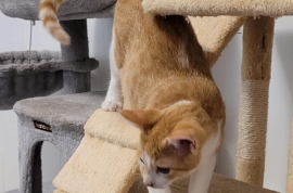 Domestic Short Hair