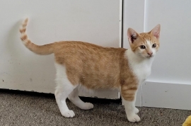 Domestic Short Hair