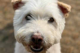 Terrier