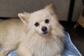 Spitz