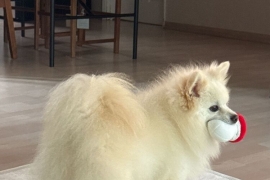 Spitz
