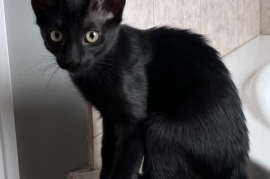 Domestic Short Hair