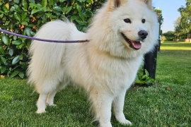 Samoyed
