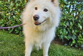 Samoyed