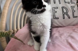 Domestic Medium Hair
