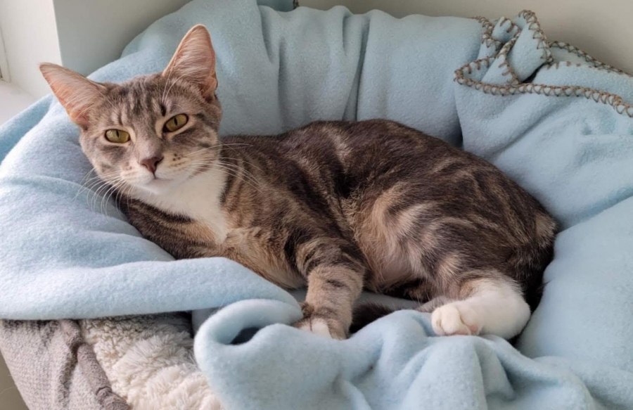 Domestic Short Hair