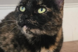 Domestic Short Hair