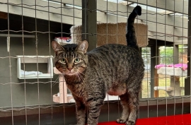 Domestic Short Hair