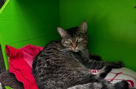 Domestic Short Hair