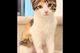 Domestic Short Hair