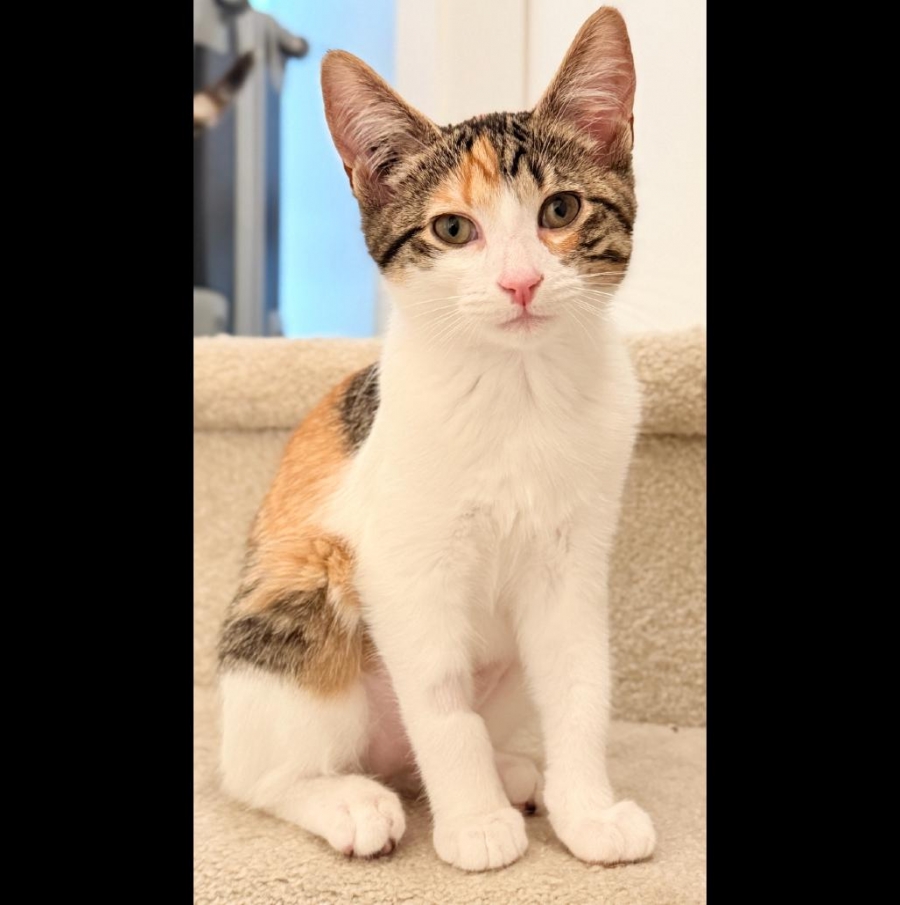 Domestic Short Hair
