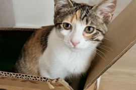 Domestic Short Hair