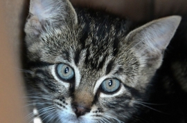 Domestic Short Hair