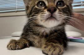 Domestic Short Hair
