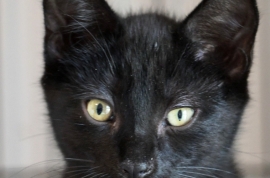 Domestic Short Hair