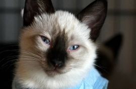 Domestic Short Hair