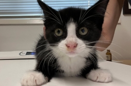 Domestic Short Hair