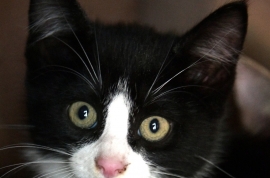 Domestic Short Hair