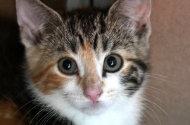 Domestic Short Hair