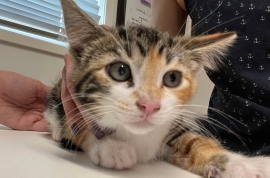 Domestic Short Hair