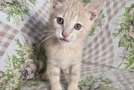 Domestic Short Hair