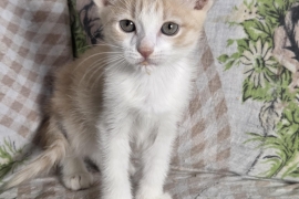 Domestic Short Hair