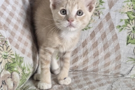 Domestic Short Hair