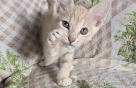 Domestic Short Hair
