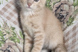 Domestic Short Hair