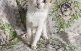 Domestic Short Hair