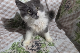 Domestic Medium Hair
