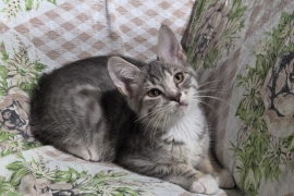 Domestic Short Hair