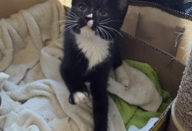 Domestic Short Hair