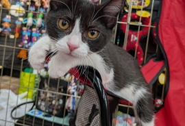 Domestic Short Hair
