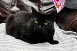 Domestic Short Hair