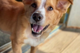 Jindo