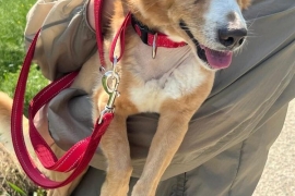 Jindo