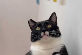 Domestic Short Hair