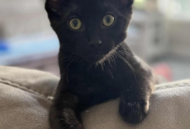 Domestic Short Hair