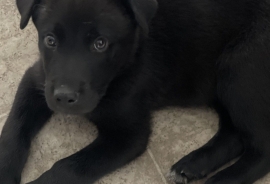 German Shepherd Dog