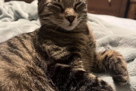 Domestic Short Hair
