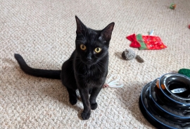Domestic Short Hair