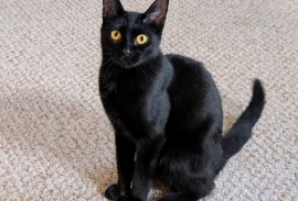 Domestic Short Hair