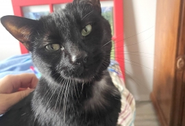 Domestic Short Hair