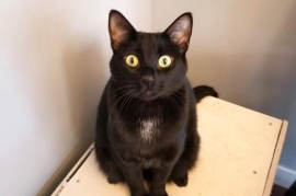 Domestic Short Hair
