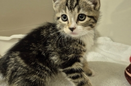 Domestic Short Hair