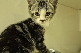 Domestic Short Hair