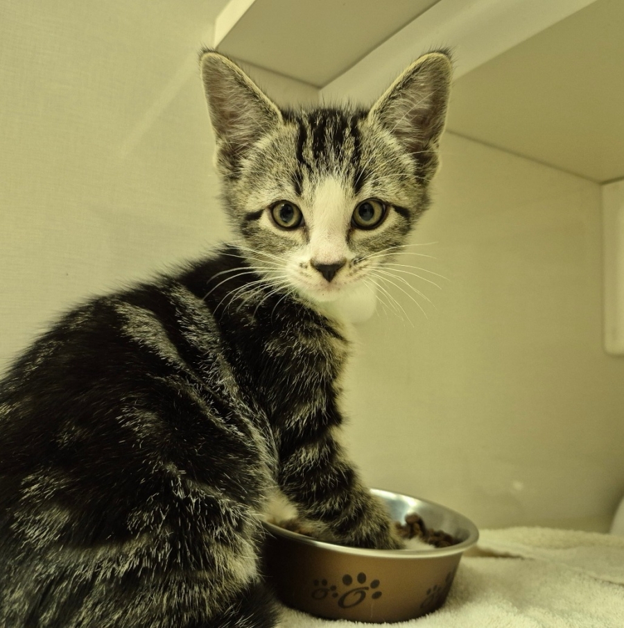 Domestic Short Hair